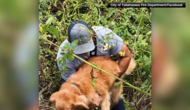 Rescue crews in Tallahassee save golden retriever stuck in ditch after Hurricane Isaias - WSVN 7News | Miami News, Weather, Sports