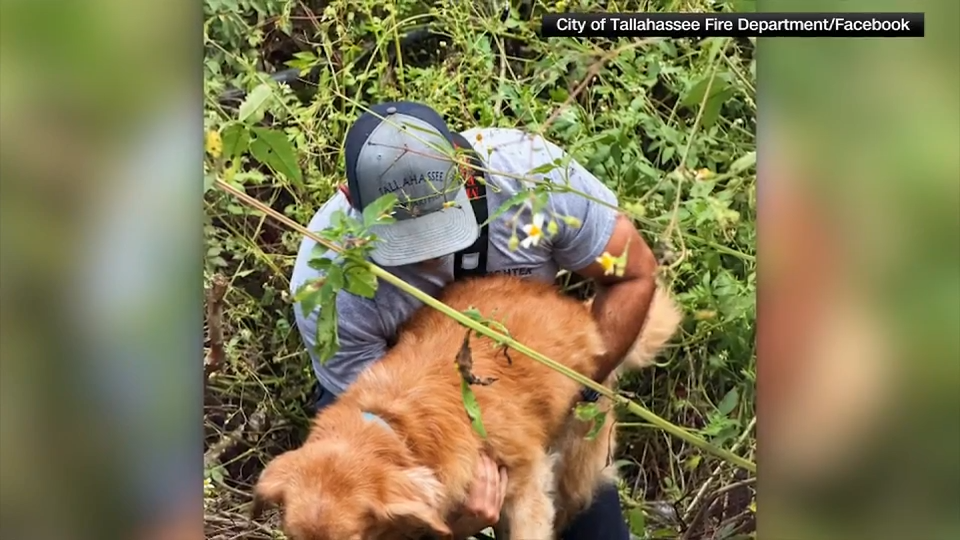 Rescue crews in Tallahassee save golden retriever stuck in ditch after Hurricane Isaias - WSVN 7News | Miami News, Weather, Sports