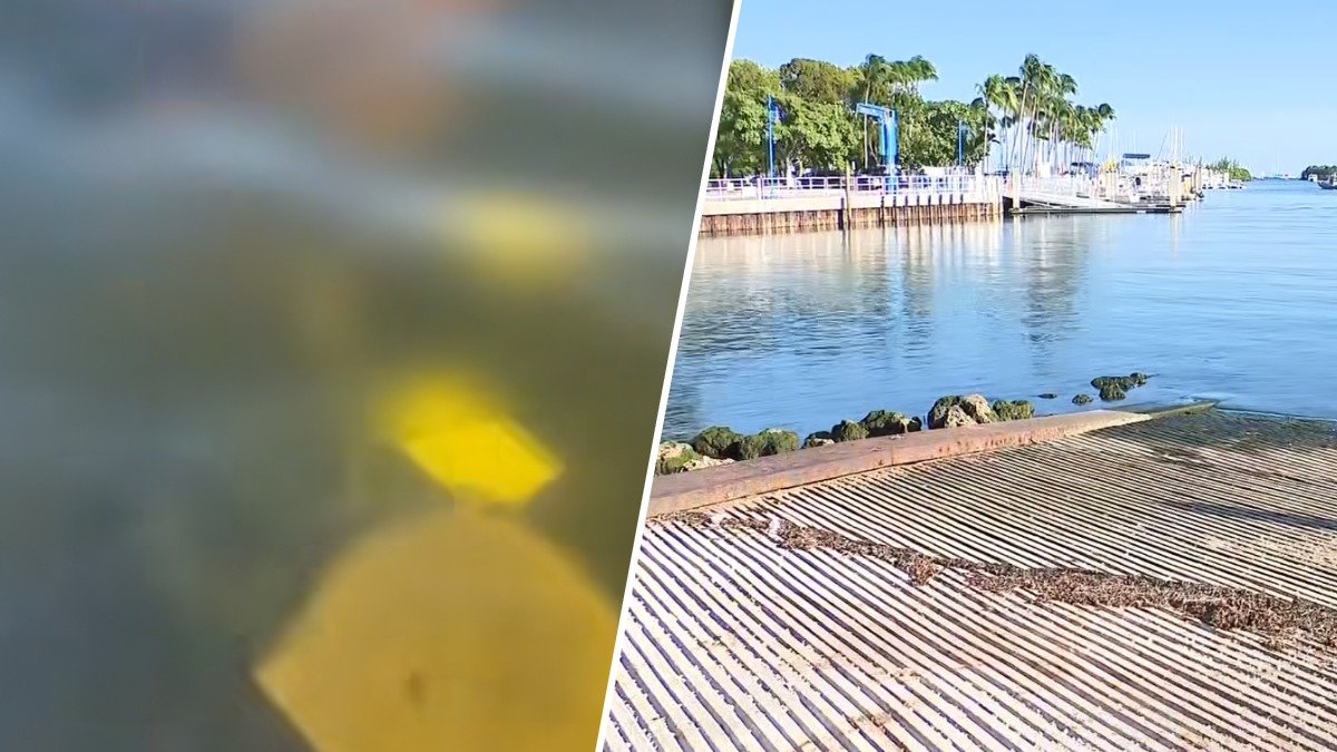 Video of dog submerged underwater in Miami under investigation – NBC 6 South Florida