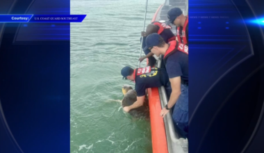 Coast Guard crew saves sea turtle found with fishing line wrapped around neck off Tampa - WSVN 7News | Miami News, Weather, Sports
