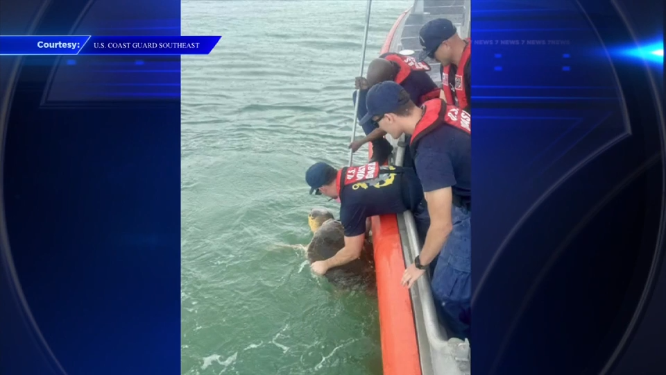 Coast Guard crew saves sea turtle found with fishing line wrapped around neck off Tampa - WSVN 7News | Miami News, Weather, Sports