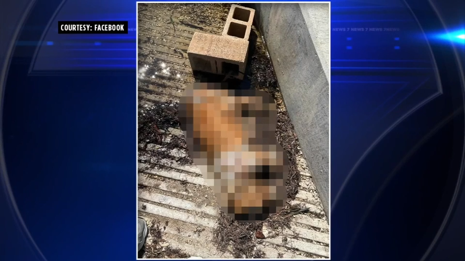 Video showing dead dog tied to cinder blocks, dumped near Coconut Grove boat ramp sparks outrage; boater who found dog speaks out - WSVN 7News | Miami News, Weather, Sports