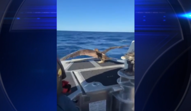 Miami Beach US Coast Guard assists in release of rehabilitated tropical seabird - WSVN 7News | Miami News, Weather, Sports