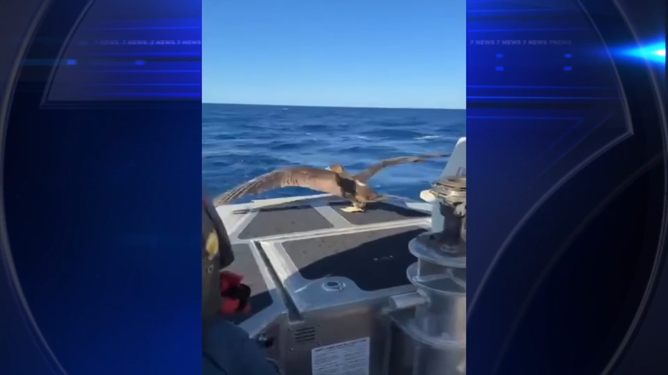 Miami Beach US Coast Guard assists in release of rehabilitated tropical seabird - WSVN 7News | Miami News, Weather, Sports
