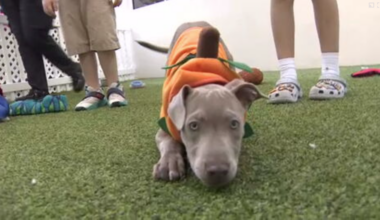 Count Barkula Halloween Festival connects families to shelter dogs in Dania Beach - WSVN 7News | Miami News, Weather, Sports