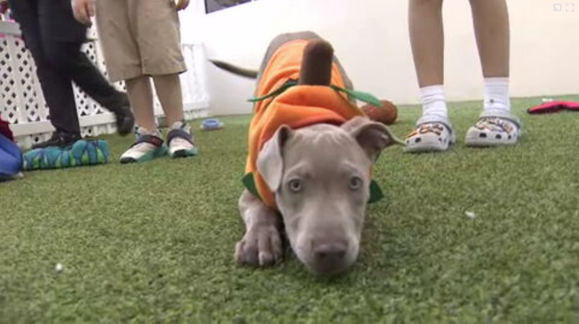 Count Barkula Halloween Festival connects families to shelter dogs in Dania Beach - WSVN 7News | Miami News, Weather, Sports