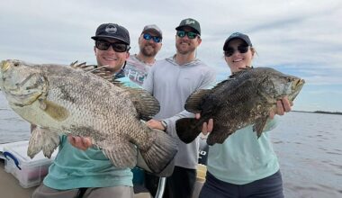 Tampa researchers use fish tagging to fill data gaps