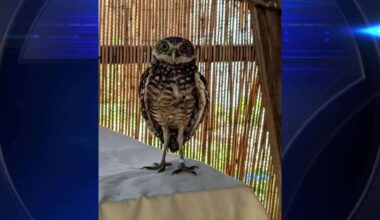 Owl rehabilitated, released after being found stuck in glue trap near Fort Myers - WSVN 7News | Miami News, Weather, Sports