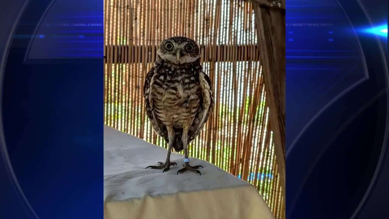 Owl rehabilitated, released after being found stuck in glue trap near Fort Myers - WSVN 7News | Miami News, Weather, Sports