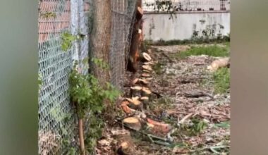 Miami homeowner sues after oak tree was removed without his consent - WSVN 7News | Miami News, Weather, Sports