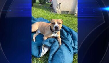Young girl hospitalized after being bitten by family dog inside NW Miami-Dade home - WSVN 7News | Miami News, Weather, Sports