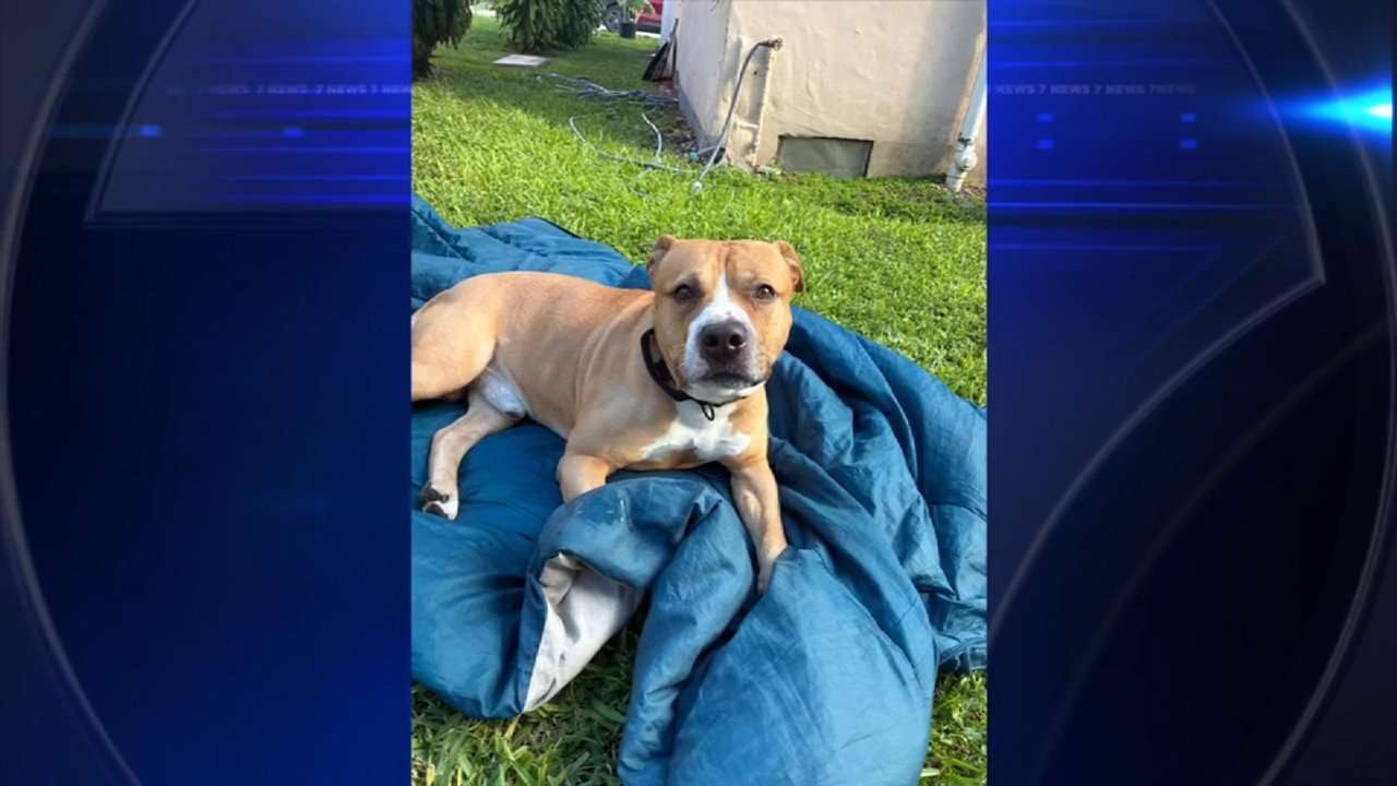 Young girl hospitalized after being bitten by family dog inside NW Miami-Dade home - WSVN 7News | Miami News, Weather, Sports