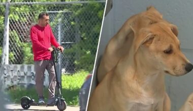 Miami approves new e-scooter rules, increases penalties for animal cruelty – NBC 6 South Florida
