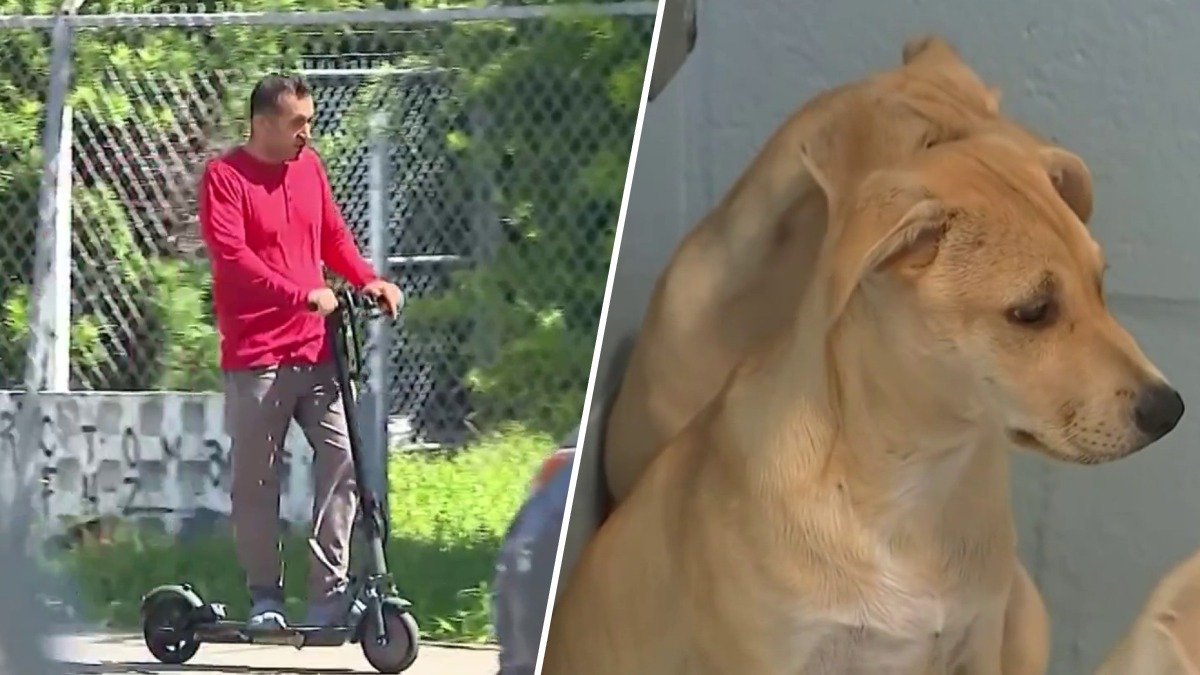 Miami approves new e-scooter rules, increases penalties for animal cruelty – NBC 6 South Florida