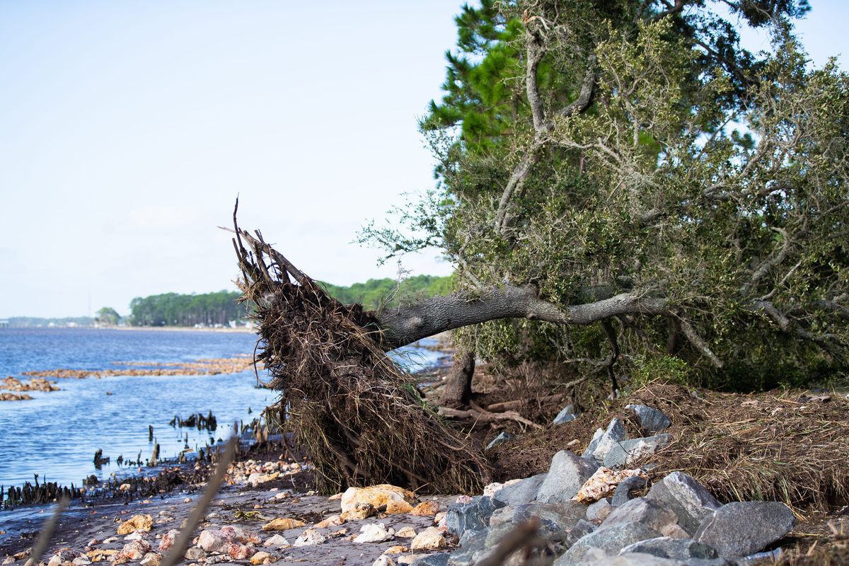 An uprooted tree lies on the beach in Franklin County, Florida, on Saturday, Oct. 10, 2026, after Hurricane Isaias made landfall on the Gulf Coast.
