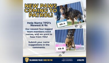 Tallahassee police ask public to help name new K-9 recruits