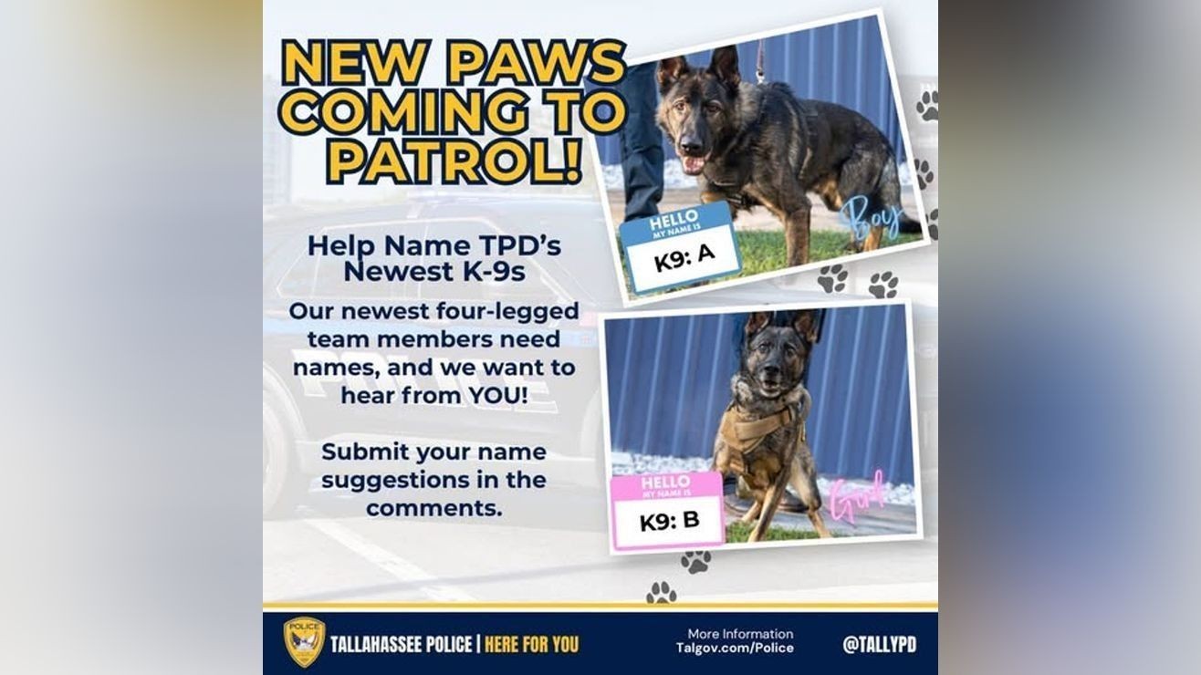 Tallahassee police ask public to help name new K-9 recruits