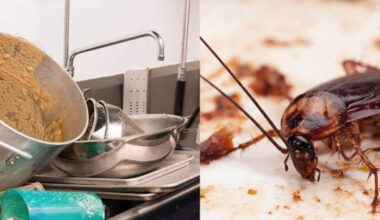 Flies, roaches, rodents at Miami to Palm Beach restaurants
