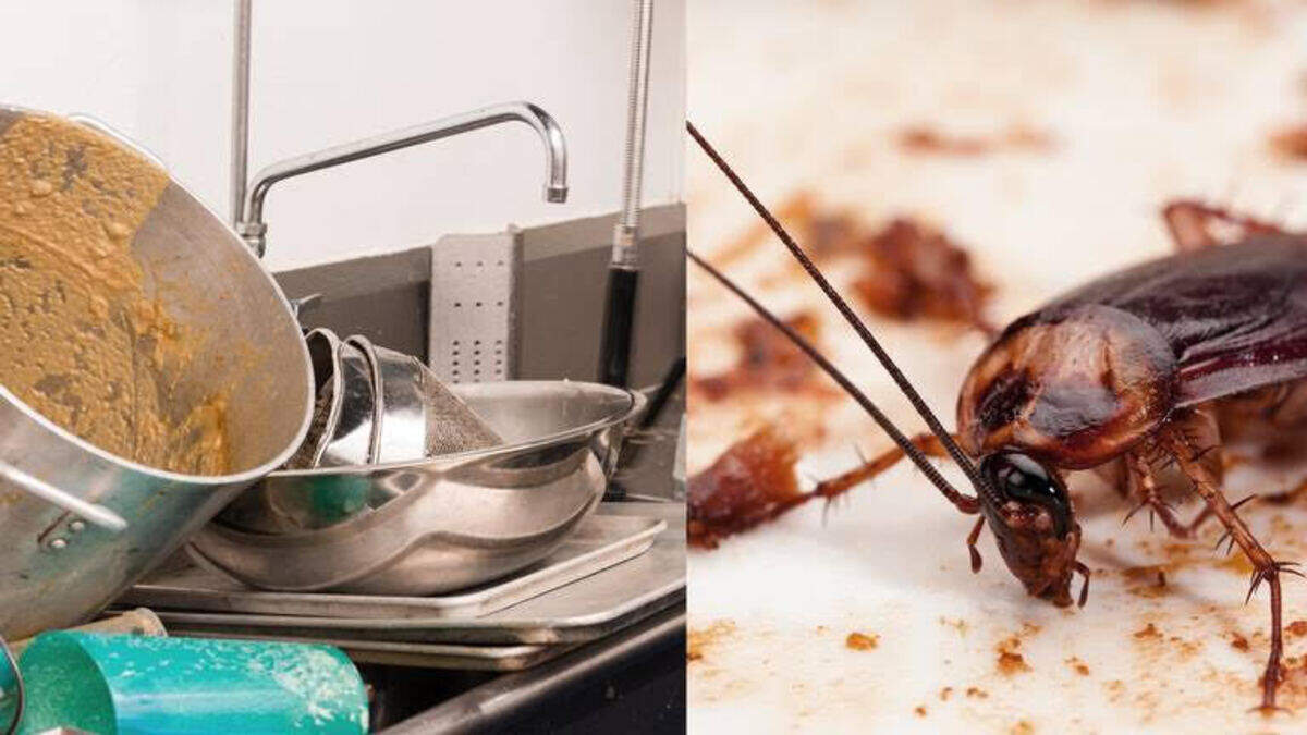 Flies, roaches, rodents at Miami to Palm Beach restaurants