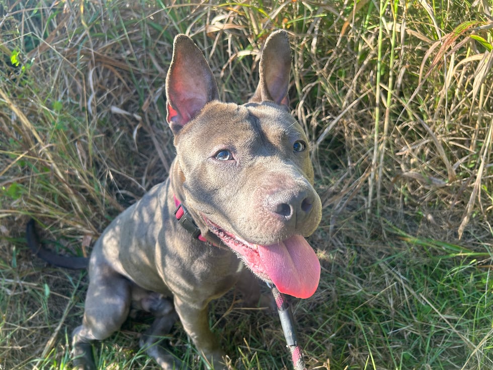 Aries has big sloppy kisses for the camera and a genuine joie de vivre!