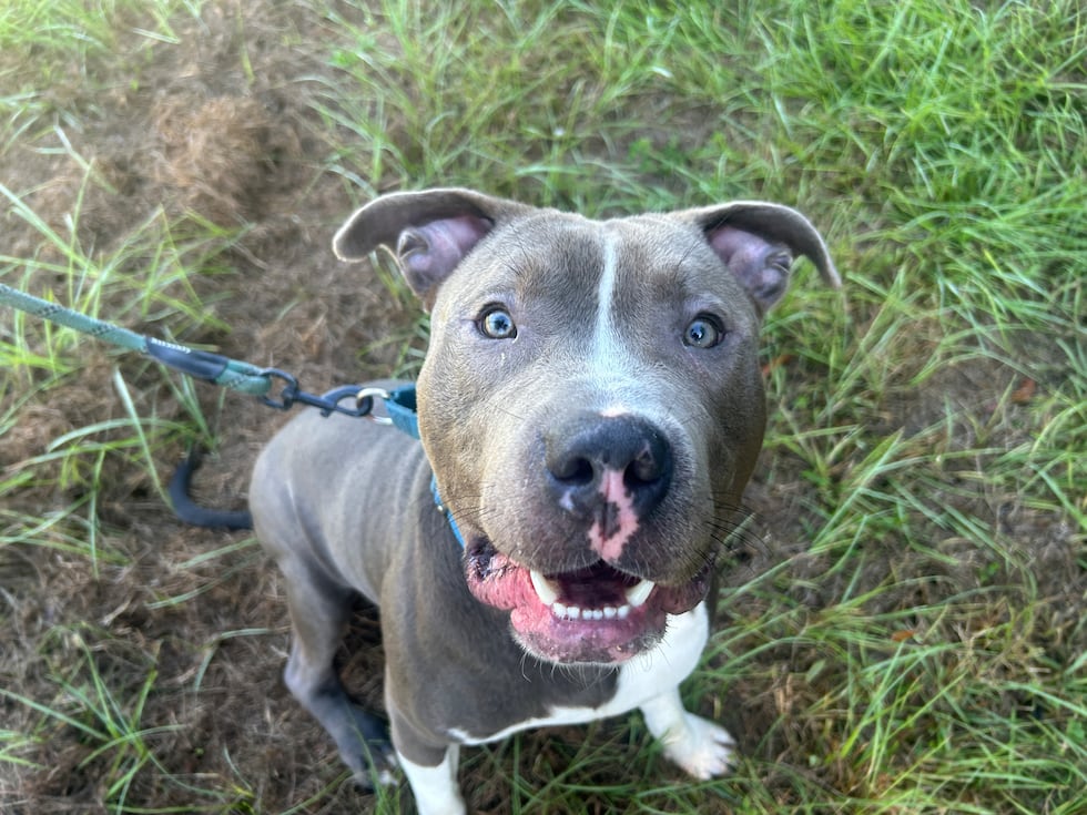 Bleu can't wait to hear you say, “Welcome home Bleu! Our family wouldn’t be complete without...