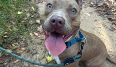 Furry Friday: Pups would love to go from stray on the street to comfy on the couch!