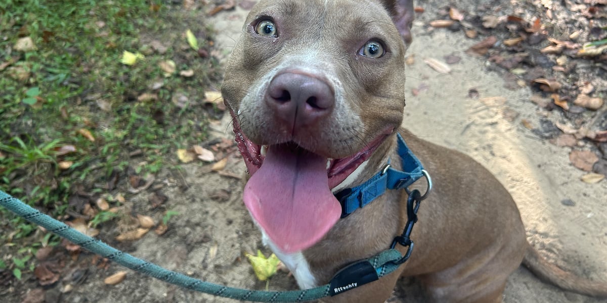 Furry Friday: Pups would love to go from stray on the street to comfy on the couch!