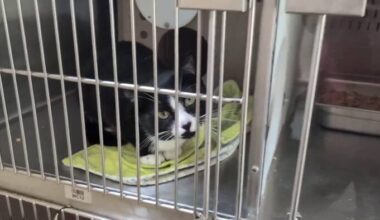 Orange County Animal Services temporarily limits stray intake as shelter construction begins