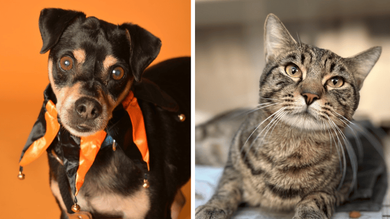 Wally the Cuddly Cat and Hugo the Senior Dog Seek Homes – Coral Springs Talk