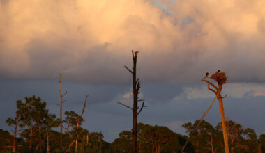Florida city forms committee to prioritize buying sensitive lands