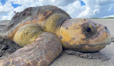 Sea turtle conservation meets nuclear power | St. Lucie County