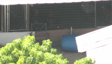 FBI raid uncovers Miami-Dade cockfighting operation with ‘several thousand’ roosters – NBC 6 South Florida