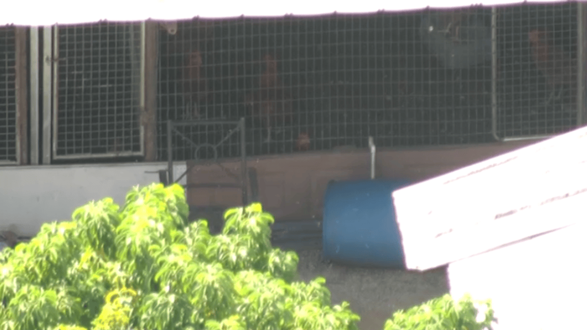 FBI raid uncovers Miami-Dade cockfighting operation with ‘several thousand’ roosters – NBC 6 South Florida