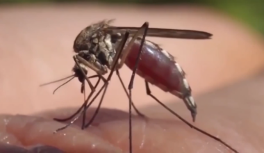 CDC: 2026 dengue fever cases in Florida reach 485, mostly in Hillsborough, Miami-Dade - WSVN 7News | Miami News, Weather, Sports