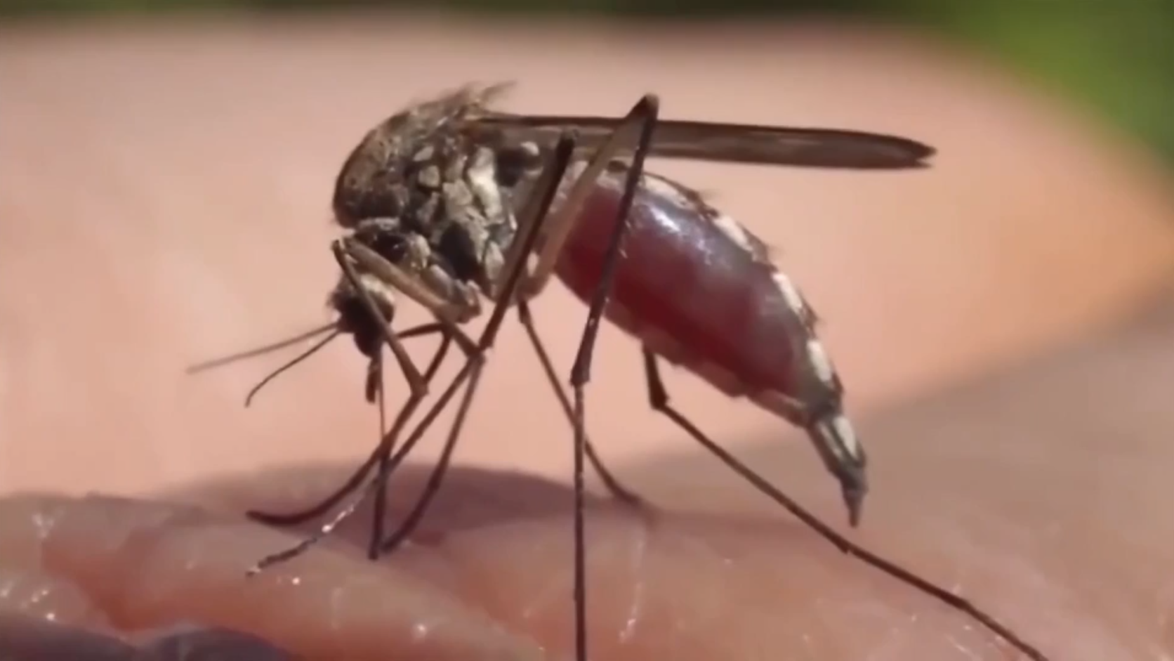CDC: 2026 dengue fever cases in Florida reach 485, mostly in Hillsborough, Miami-Dade - WSVN 7News | Miami News, Weather, Sports