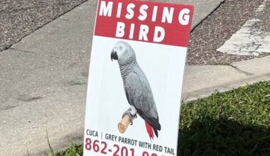 Family hopes to bring missing parrot home while mourning 19-year-old son