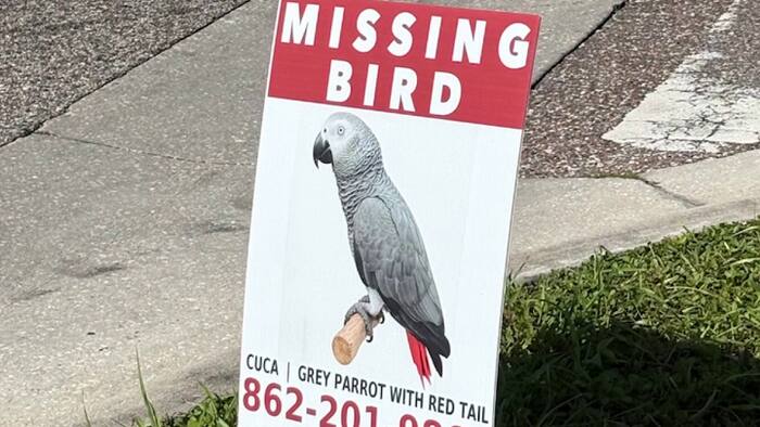 Family hopes to bring missing parrot home while mourning 19-year-old son