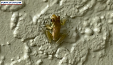 Dozens of suspected invasive Cuban treefrogs appear outside Orlando homes after days of rain