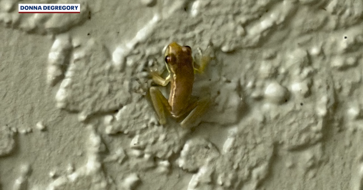 Dozens of suspected invasive Cuban treefrogs appear outside Orlando homes after days of rain