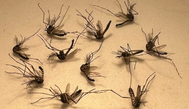 Florida case of locally acquired dengue confirmed in Broward County