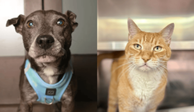 Gatsby and Polo Bring Purrs and Cuddles to Their Search for Forever Homes – Coral Springs Talk