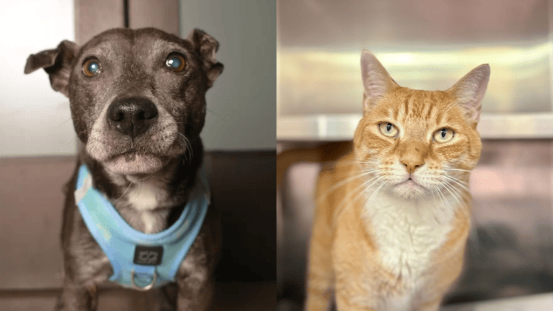 Gatsby and Polo Bring Purrs and Cuddles to Their Search for Forever Homes – Coral Springs Talk