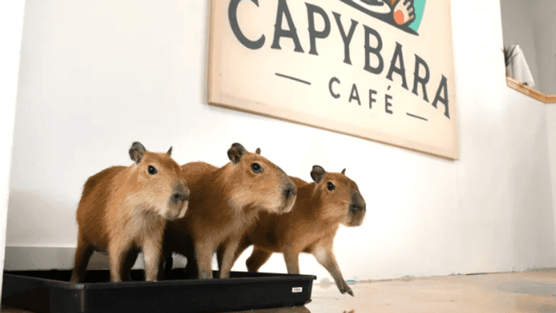 Capybaras roam around the Fort Lauderdale facility during an employee training session on Sept. 15, 2026. (Carline Jean/South Florida Sun Sentinel)