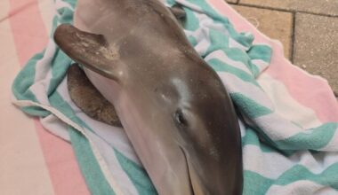 FWC investigating death of young dolphin off Fort Myers Beach - FORT MYERS