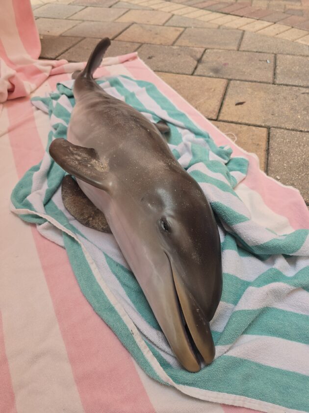 FWC investigating death of young dolphin off Fort Myers Beach - FORT MYERS