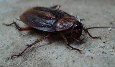 Roaches Galore: 12 more Central Florida eateries shut down over health issues