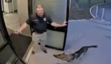 Dog reunited with owner after wandering to Tampa, Florida, police station