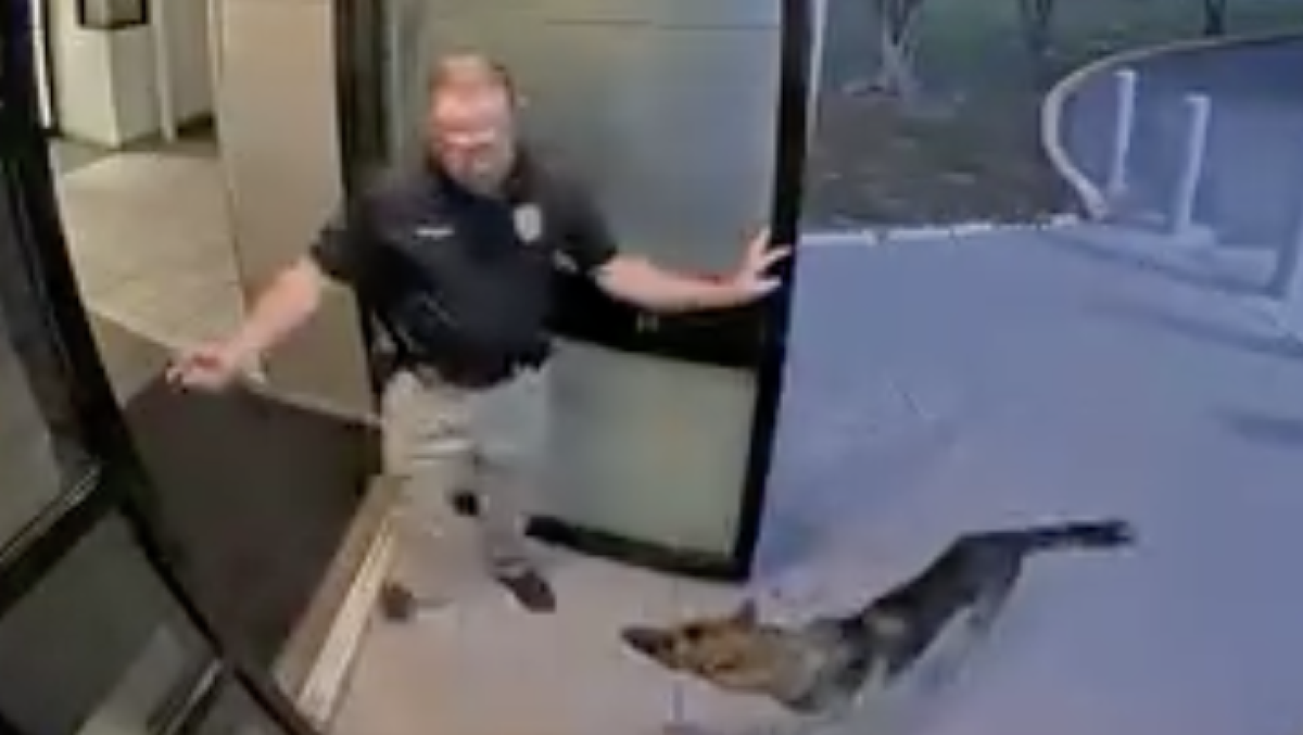 Dog reunited with owner after wandering to Tampa, Florida, police station