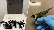 The birds authorities said were found on Roberto Perez Quincosa at MIA.