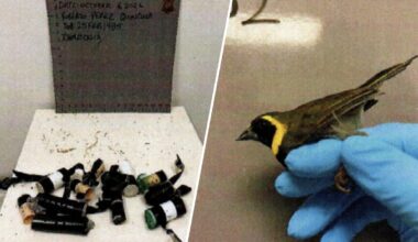 2nd man accused of trying to smuggle birds arrested at MIA this week – NBC 6 South Florida